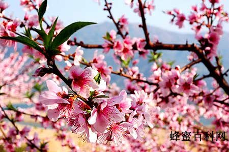 桃花蜜