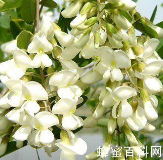 槐花蜜