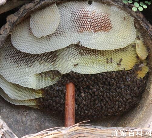 土蜂蜜鉴别方法,如何鉴别土蜂蜜的真假