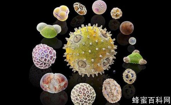 蜂花粉形态_蜂花粉成分