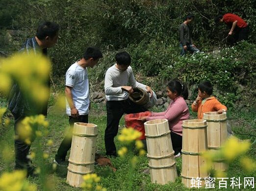 你知道什么是土蜂蜜吗 土蜂蜜真伪鉴别方式