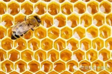 常见的蜂蜜种类及蜂蜜最佳饮用时间