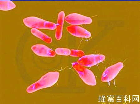 肉毒杆菌