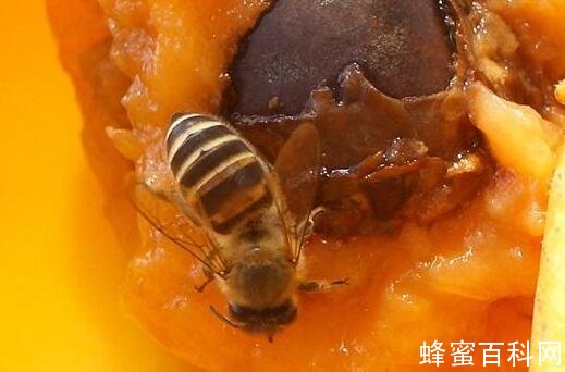 蜂农会喂白糖给蜜蜂吃吗？