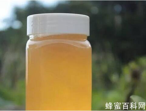 冬季进补食补可食用冬蜜