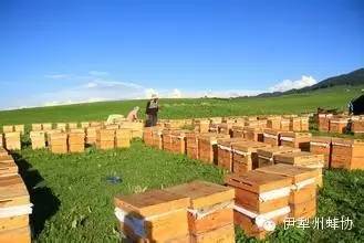 蜂蜜治疗白发小偏方