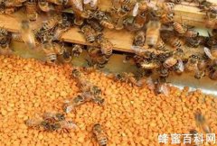 蜂花粉是怎么生产的？