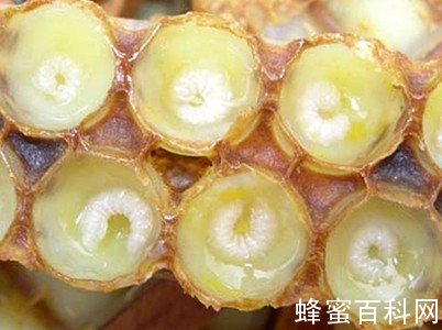 如何自配蜂王浆蜜?