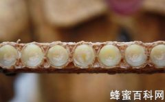 蜂乳晶的加工方法