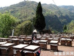 发展养蜂生产的意义