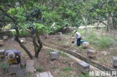 如何通过蜂箱辨别意蜂蜜和土蜂蜜？