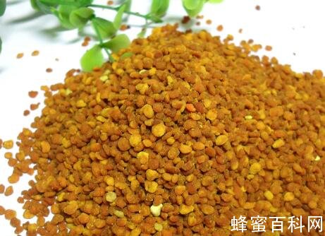 蜂花粉的干燥方法_蜂花粉如何快速干燥？