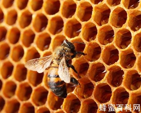 蜂巢制剂的制作及使用方法