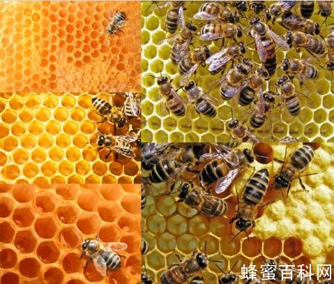 蜂巢蜂蜡治疗脚癣、头癣、斑秃的方法