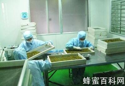 蜂胶的生产方法