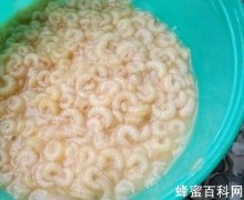 蜂王幼虫营养面膜如何制作?
