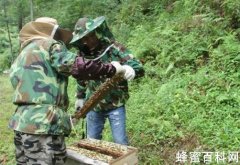 蜂农取蜜全过程
