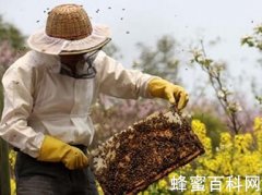 世界养蜂发展趋势和特点