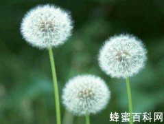 蒲公英可以和蜂蜜一起喝吗？蒲公英和蜂蜜可以泡水吗？
