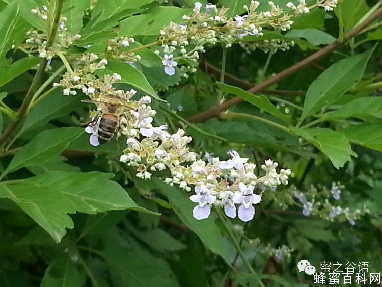 蜂蜜这样喝最养生！