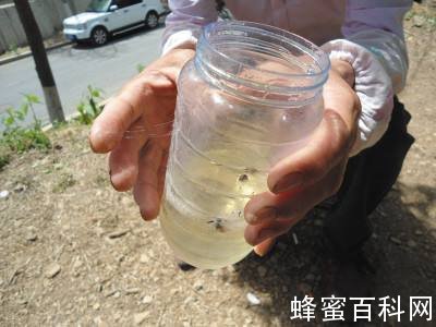 央视曝光蜂胶掺假，蜂产品企业呼吁行业自律