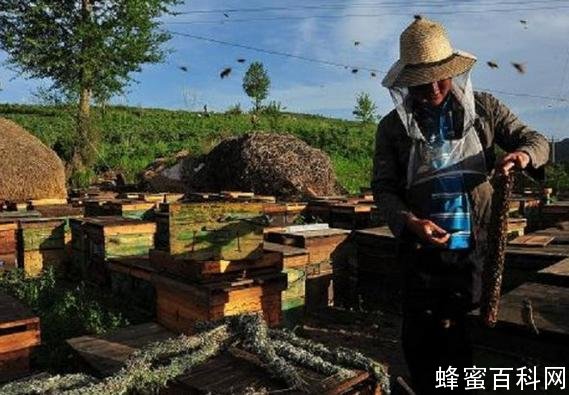 中华土蜂蜜，50年养蜂生涯三代人传承技艺