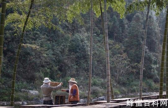 桑植县：小蜜蜂“酿出”甜蜜产业