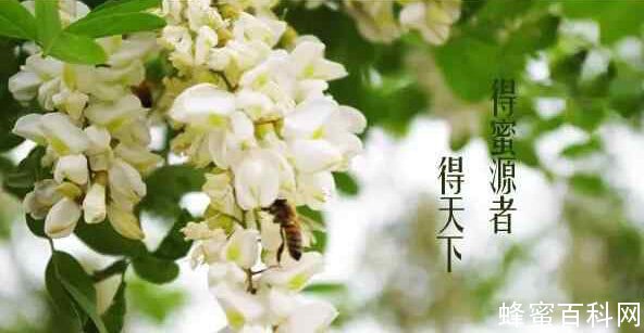 洋槐蜜价格 洋槐蜜批发价格