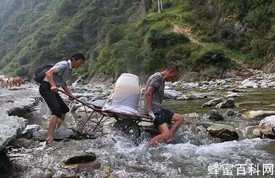 买一瓶好蜂蜜，你绝对想象不到的难度